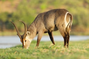 Male Waterbuck grazing