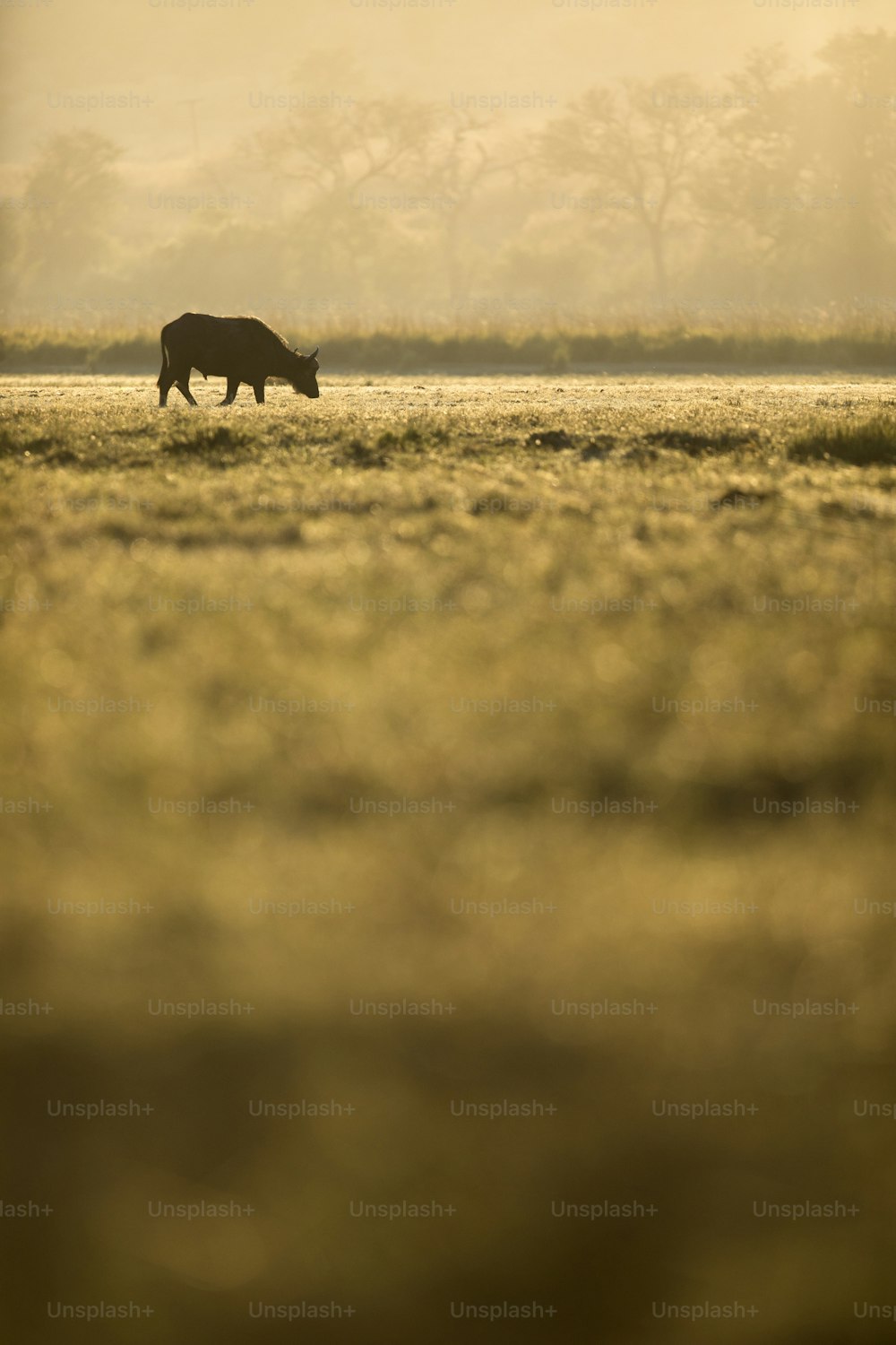A Buffalo in Chobe national Park, Botswana.