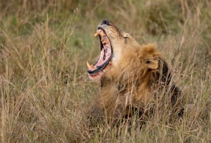 A lion portrait in the Maasai Mara, Africa