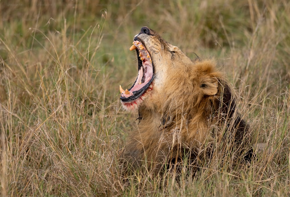 A lion portrait in the Maasai Mara, Africa