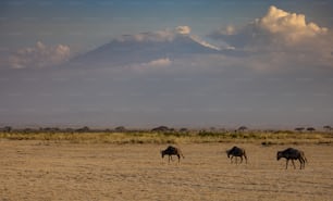 The wildebeest migration in Africa