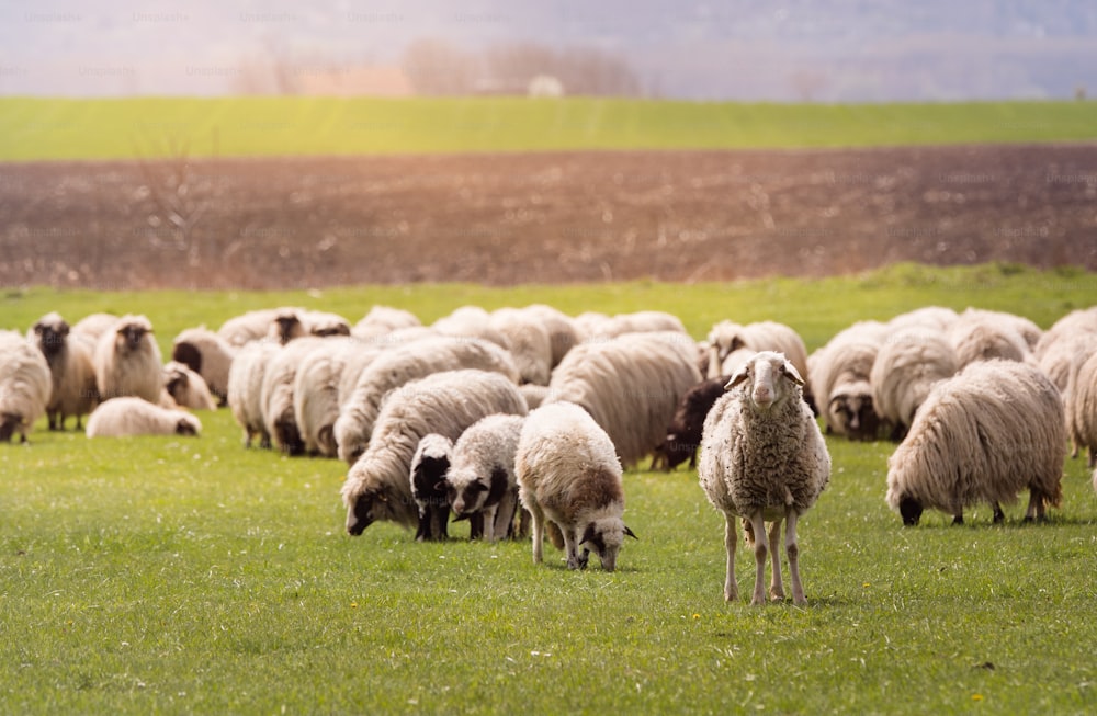 Troupeau de moutons au pâturage - prairie au printemps
