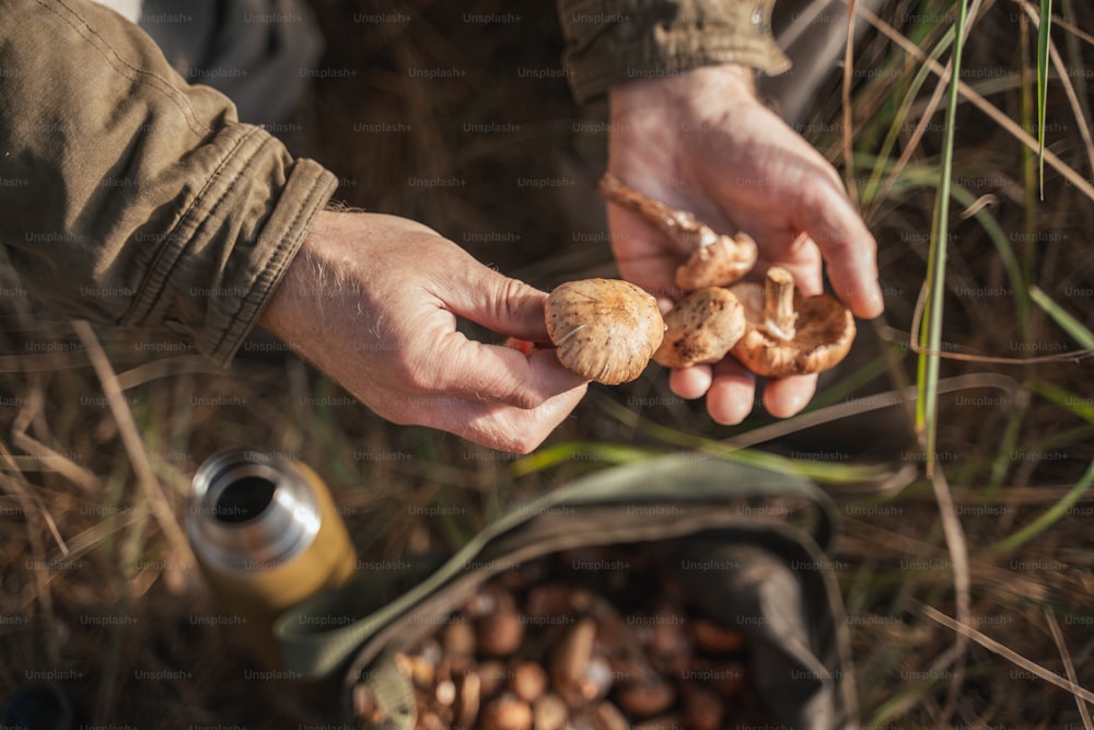 Abgeschnittene Ansicht der Hände eines älteren männlichen Pilzsammlers mit einer großen Tasche, die Pilze im Wald sammelt. Picking in Saisonkonzept