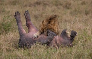 A lion portrait in the Maasai Mara, Africa