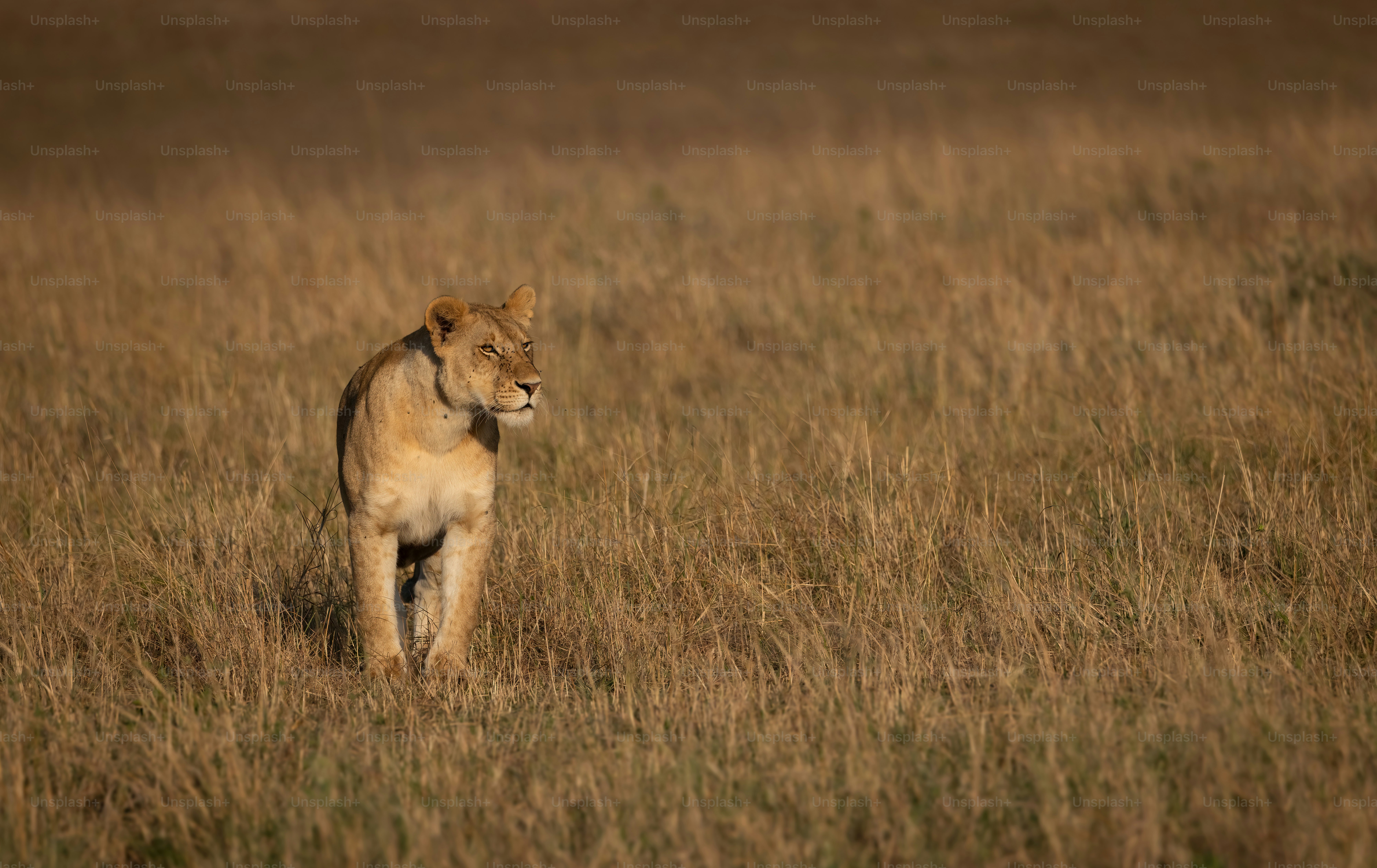 A lion portrait in the Maasai Mara, Africa