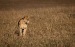 A lion portrait in the Maasai Mara, Africa