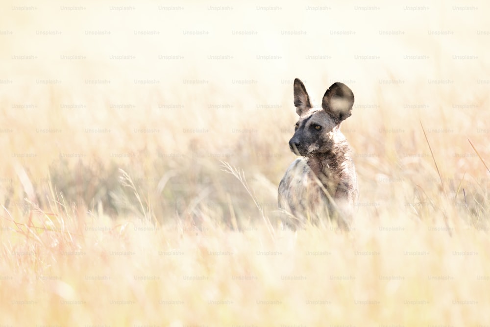 Perro salvaje africano en el Parque Nacional de Chobe, Botsuana.