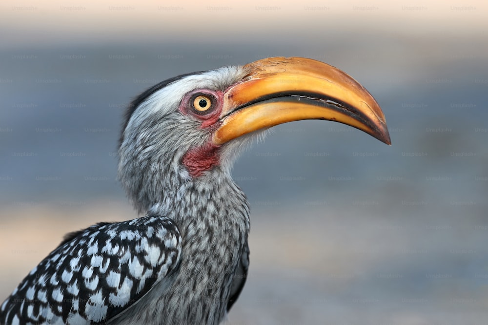 Portrait of a beautifull southern Yellow billed hornbill (Tockus leucomelas) photographed in Botswana.