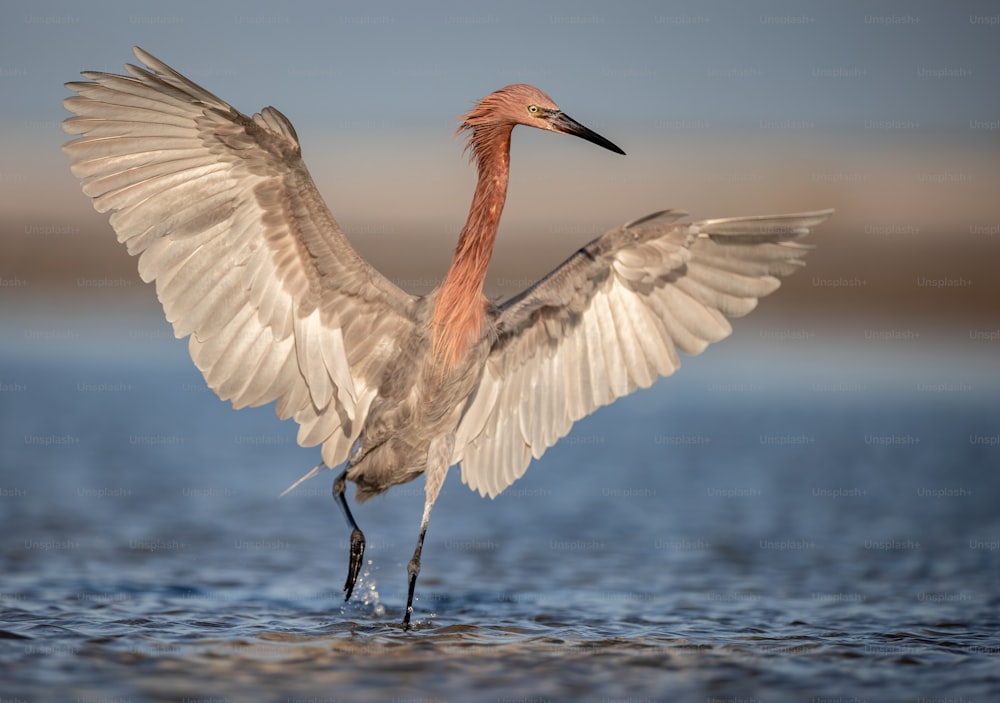 Reddish egret in Northern Florida