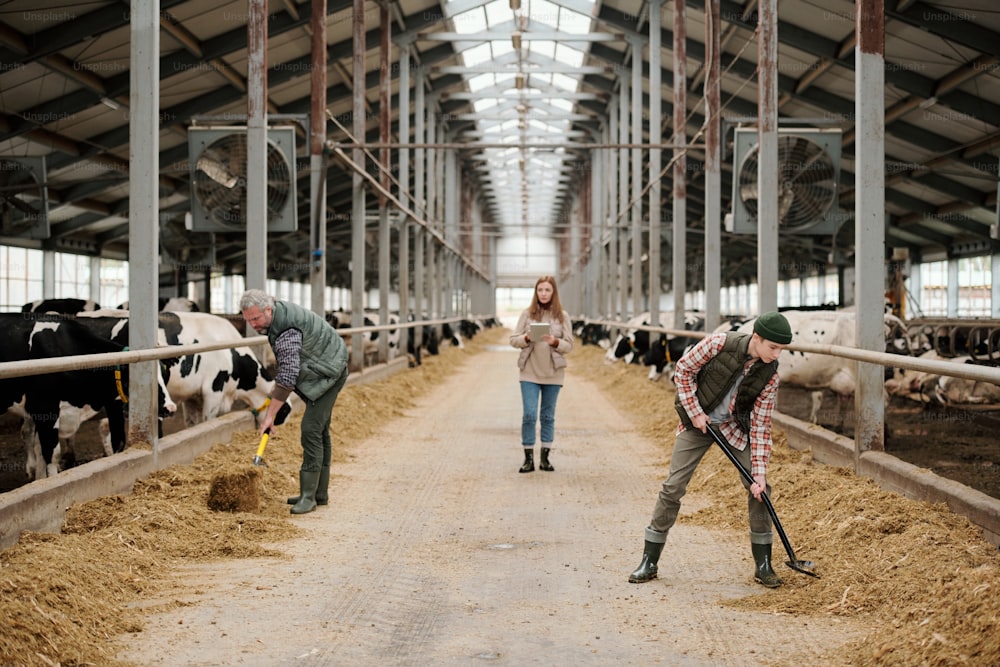 Padre e hijo en ropa de trabajo poniendo alimento para el ganado en grandes potreros con ganado mientras que la mujer joven camina por el pasillo y usa una tableta