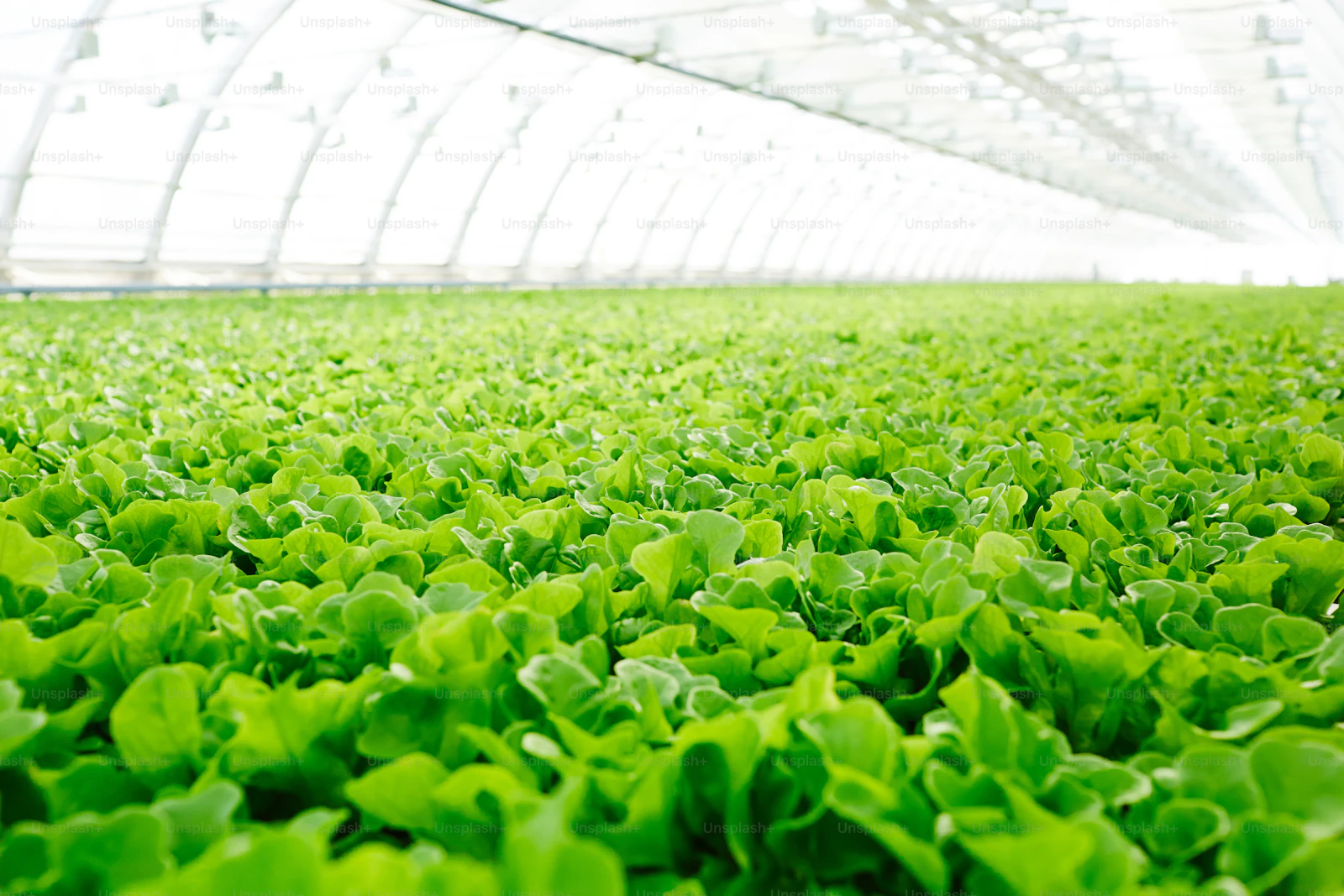 Perkebunan selada segar di greenhouse