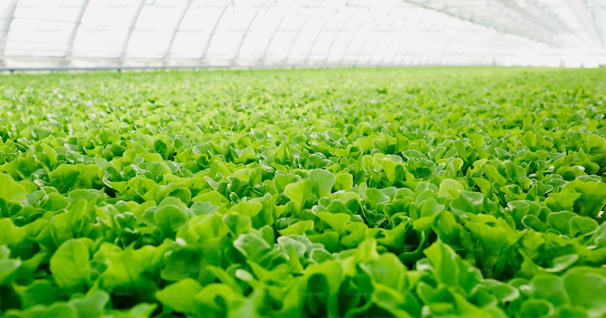 Foto zum Thema Große Plantage mit grünen Setzlingen von frischem Salat