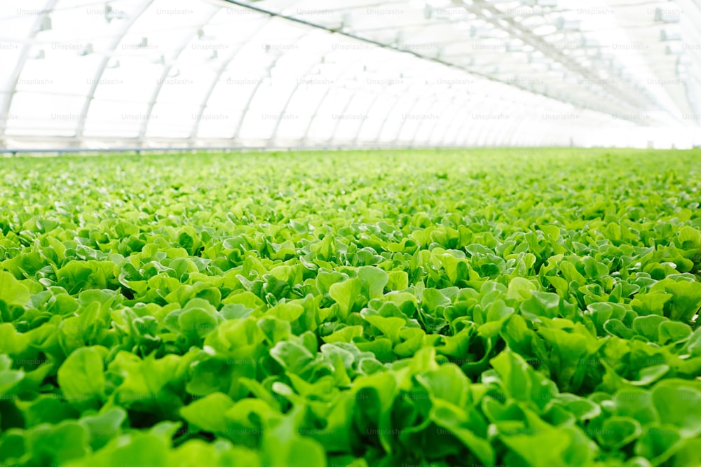 Large plantation with green seedlings of fresh lettuce growing in hothouse