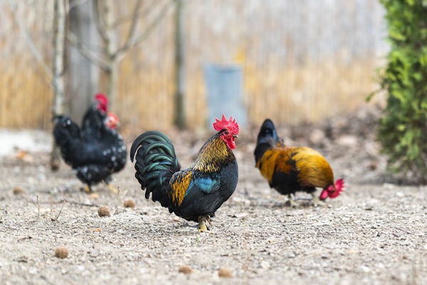 Rooster and chickens free range farm