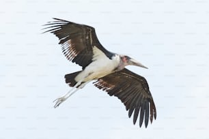 Cigüeña Marabú volando