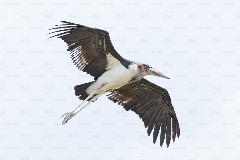 Marabou Stork voando