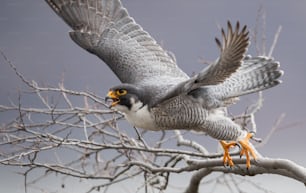 A peregrine falcon in New Jersey