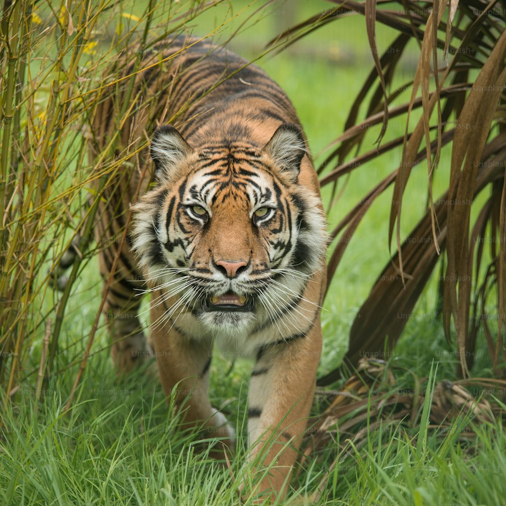 Impresionante retrato del tigre Panthera Tigris caminando a través de la hierba alta en un paisaje vibrante