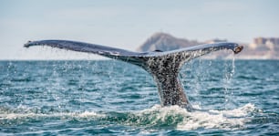 바다 표면 위의 거대한 혹등 고래의 꼬리 지느러미. 과학적인 이름: 메가테라 노바앙글리아에. 자연 서식지. 코르테즈 해라고도 알려진 캘리포니아 만 근처의 태평양.