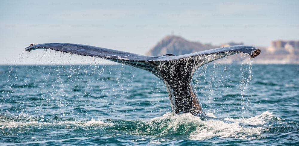 Barbatana caudal da poderosa baleia jubarte acima da superfície do oceano. Nome científico: Megaptera novaeangliae. Habitat natural. Oceano Pacífico, perto do Golfo da Califórnia, também conhecido como o Mar de Cortez.