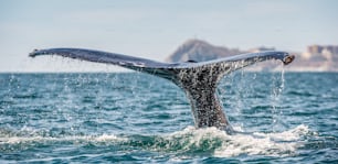 Tail fin of the mighty humpback whale above  surface of the ocean. Scientific name: Megaptera novaeangliae. Natural habitat. Pacific ocean, near the Gulf of California also known as the Sea of Cortez.