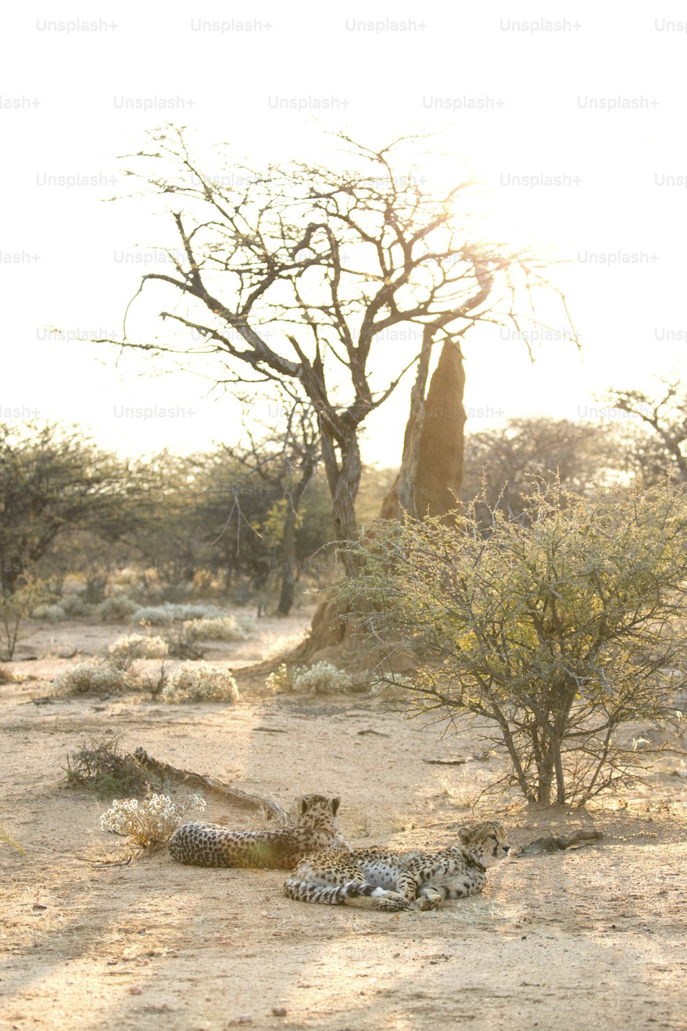 Two cheetah rest in afternoon light.