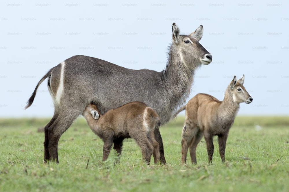 Female waterbuck and young with blue and green background
