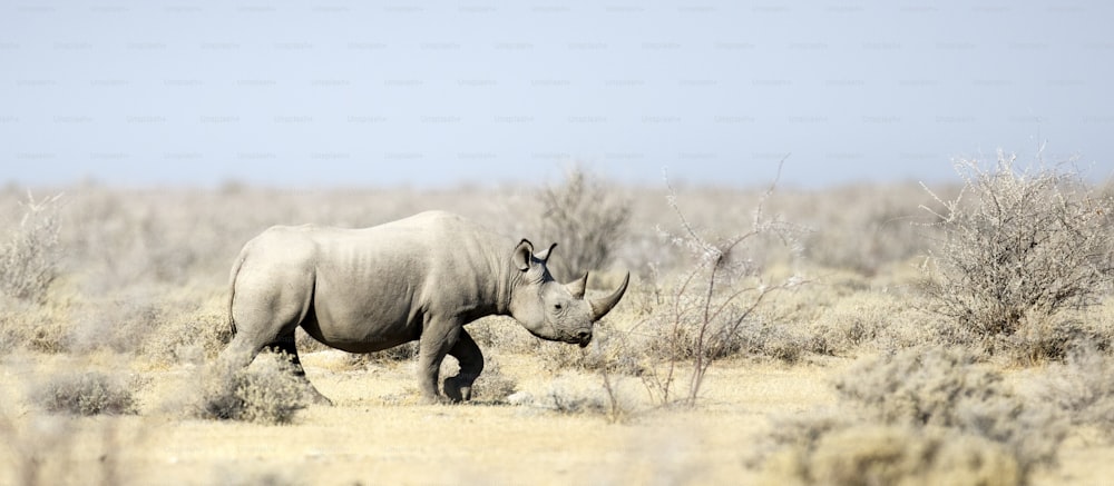 A Rhino walking through low scrub.