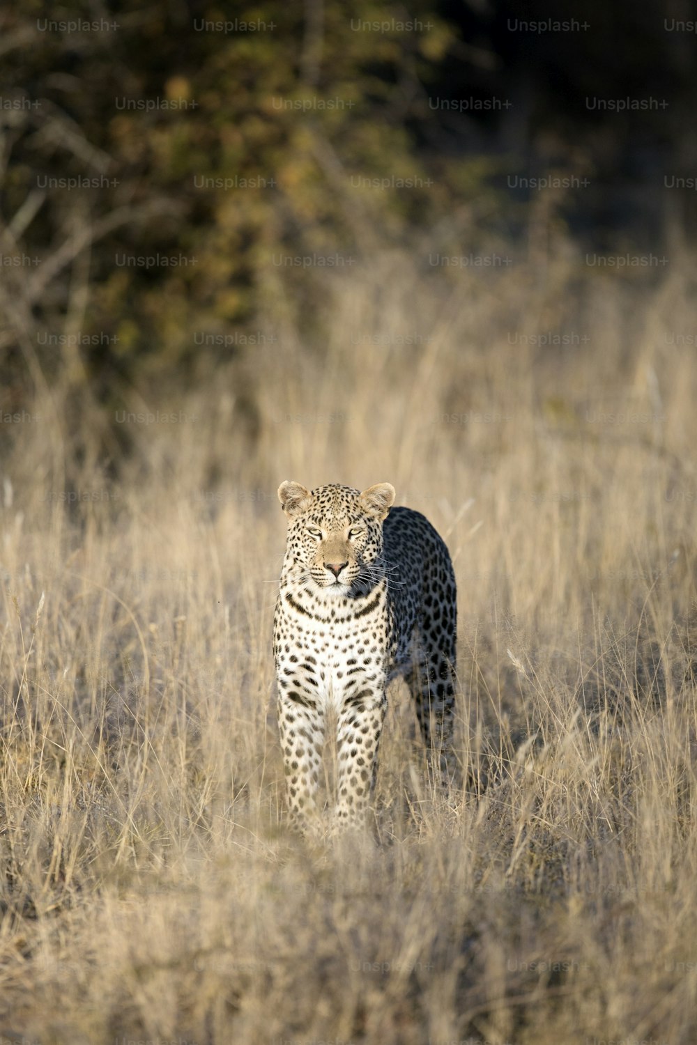 Leopardo nella luce del pomeriggio