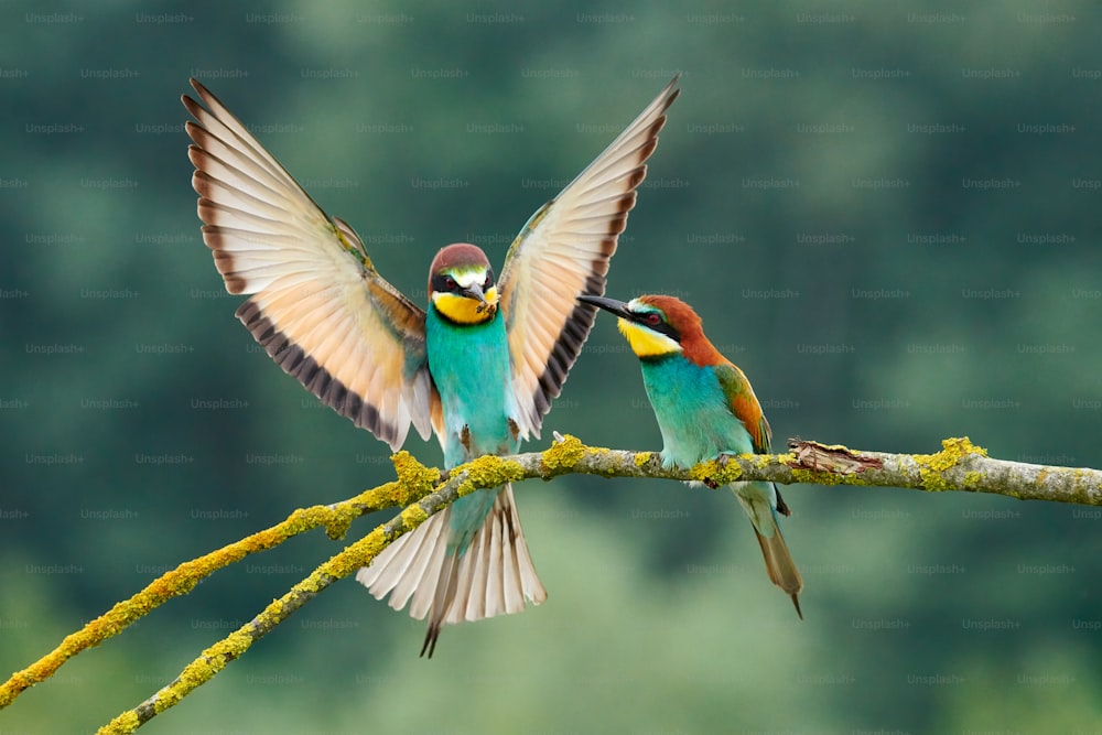 Hermosa pareja de abejarucos europeos (Merops apiaster). El macho trae como regalo un insecto a la hembra durante el cortejo.