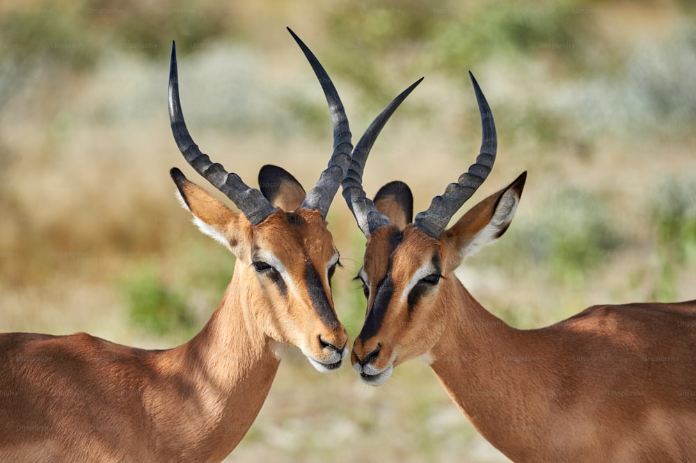 Two male black faced impala photographed in Namibia
