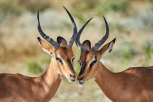 Two male black faced impala photographed in Namibia