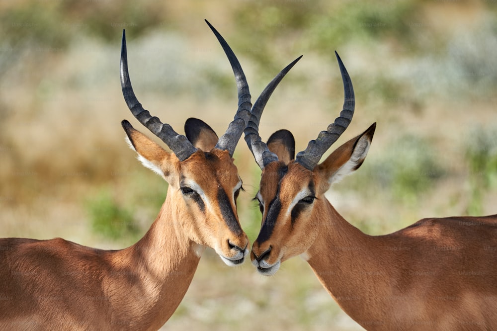 Zwei männliche schwarzgesichtige Impalas in Namibia fotografiert