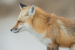 A red fox in New Jersey