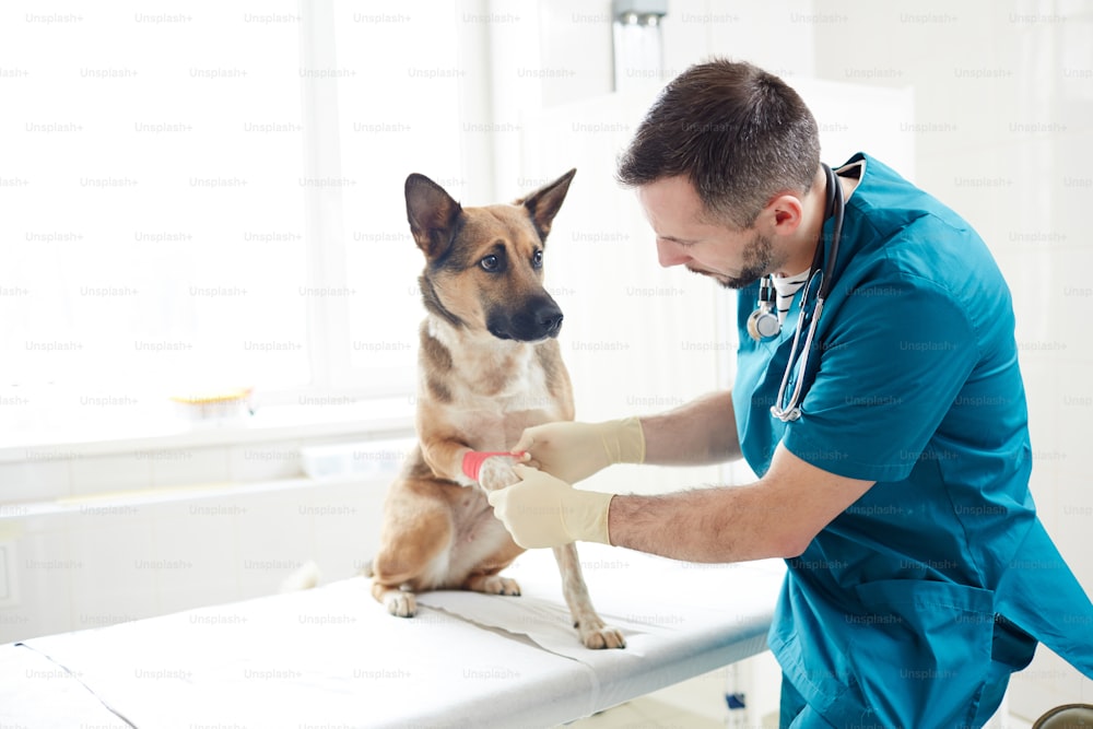 Vétérinaire mettant un bandage sur la patte d’un berger allemand dans les cliniques