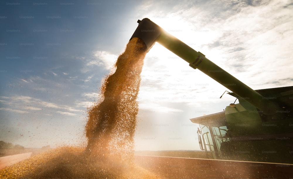 Verter grano de maíz en el remolque del tractor después de la cosecha