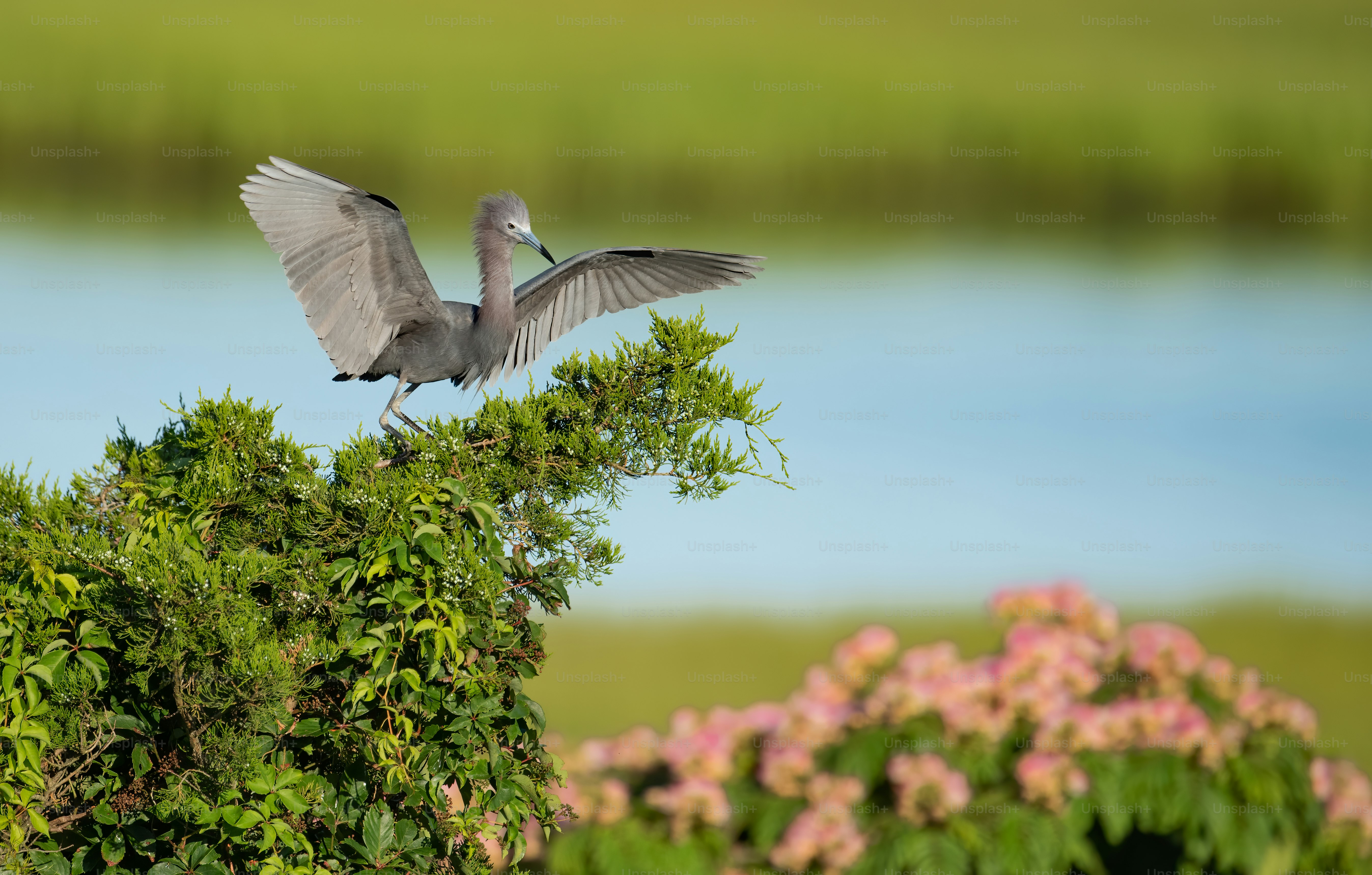 A little blue heron in St Augustine Florida