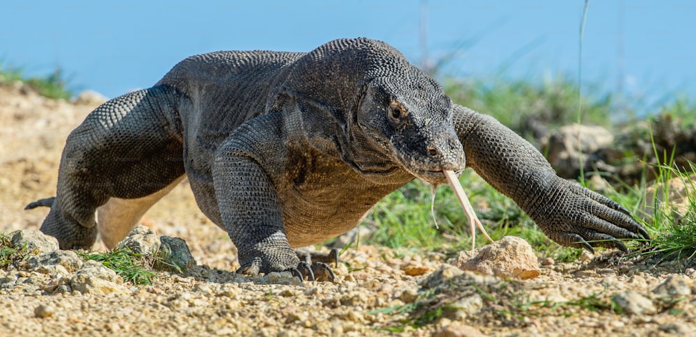 二股に分かれた舌で空気を嗅ぐコモドオオトカゲ。ポートレートの接写。コモドオオトカゲ(Komodo dragon、学名:Varanus komodoensis)。インドネシア。