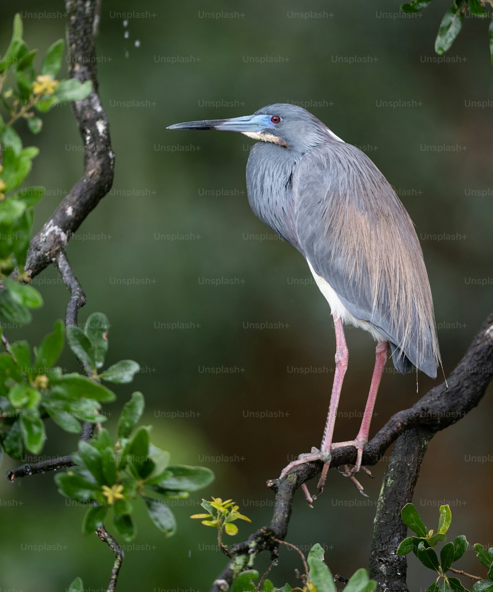 Tricolored Heron in Northern Florida