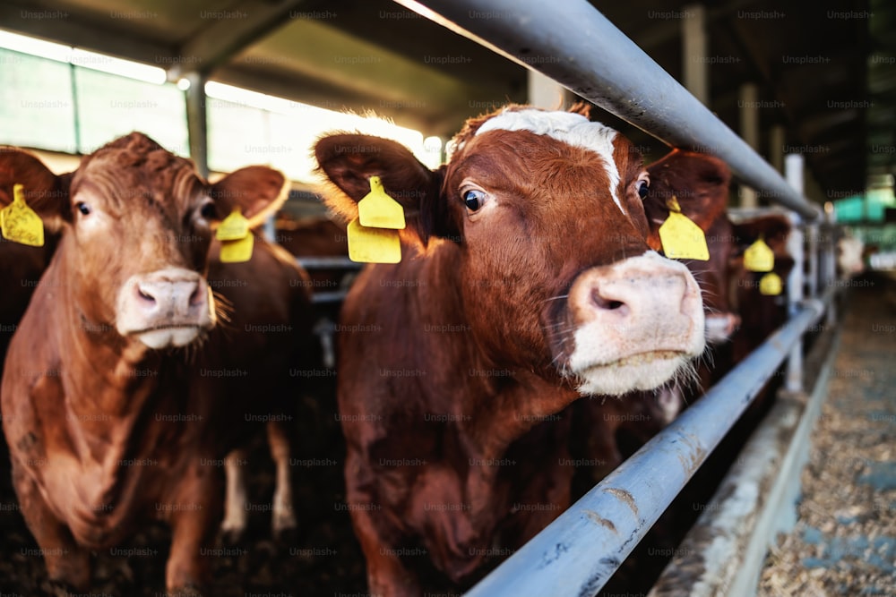 Nahaufnahme von Rindfleisch mit Blick in die Kamera. In einem Stall sind viele Rinder. Gewöhnlicher Tag auf dem Bio-Bauernhof.