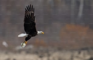 A bald eagle in Maryland