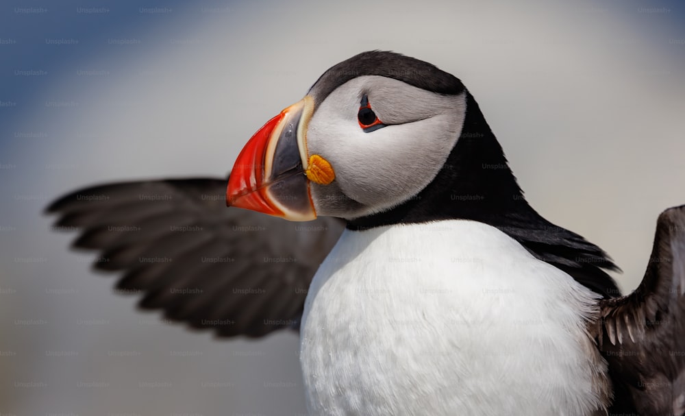 Atlantic puffin on Machias Seal Island, off the coast of Maine.