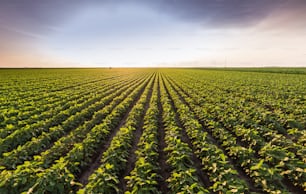 Soybean field ripening at spring season