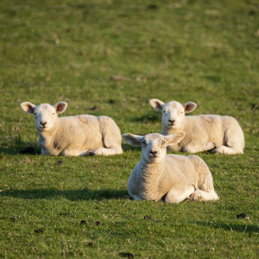 Bellissimi agnelli giovani primaverili al sole di prima mattina nella campagna inglese