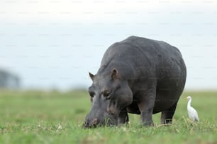 Hippo and cattle egret feeding