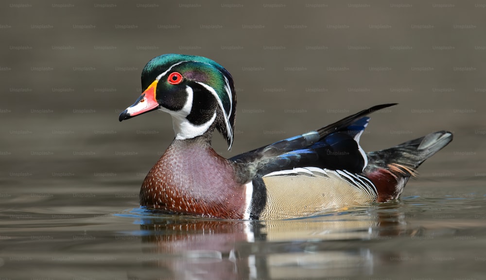 A wood duck in a creek in autumn