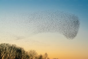 Schöne große Herde von Staren. Ein Schwarm Starenvögel fliegen in den Niederlanden. Im Januar und Februar sammelten sich Hunderttausende Stare in riesigen Wolken. Starenmurmeln.