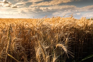 Bellissimo sfondo della natura con primo piano di spighe di grano maturo sul campo di cereali