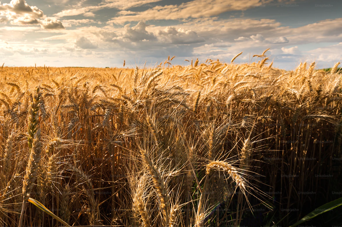 wheat unsplash