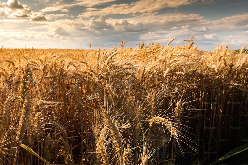 Hermoso fondo de la naturaleza con primer plano de espigas de trigo maduro en el campo de cereales
